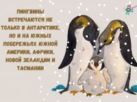 Птица, а не летает: пингвины на полках Маршаковки