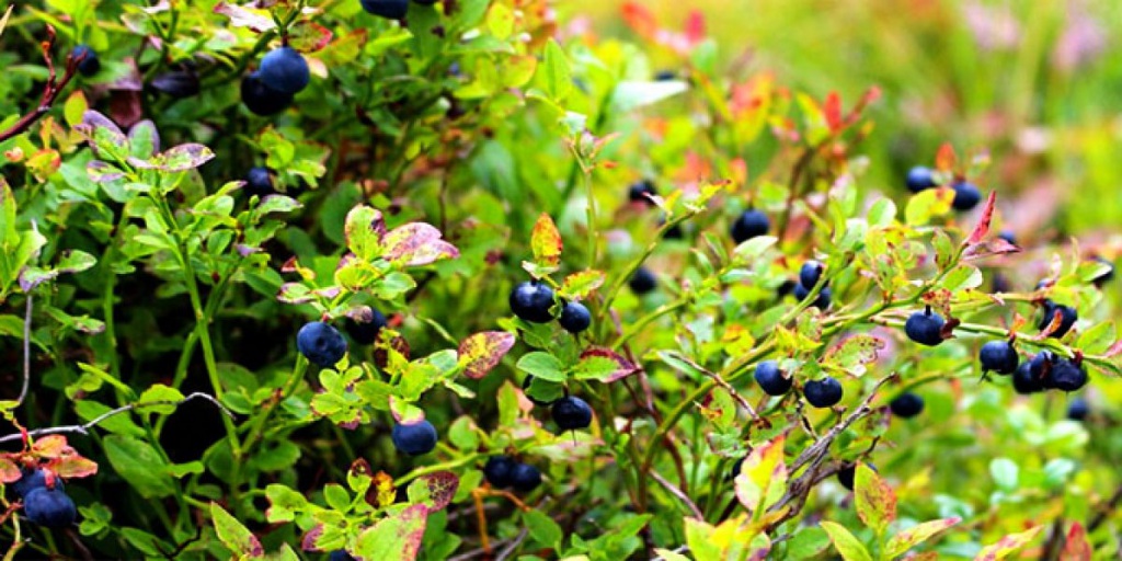 Chernika-Vaccinium-myrtillus-www.florapassionis.com_-1200x600.jpg