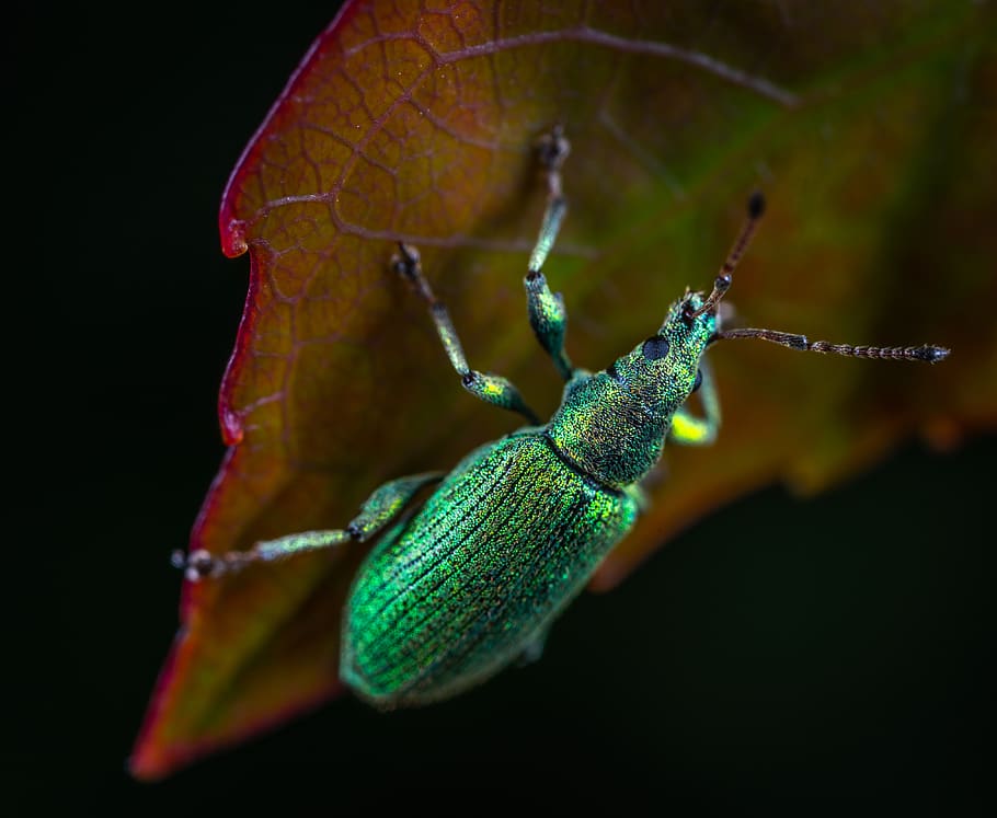 animal-beetle-bug-close-up.jpg