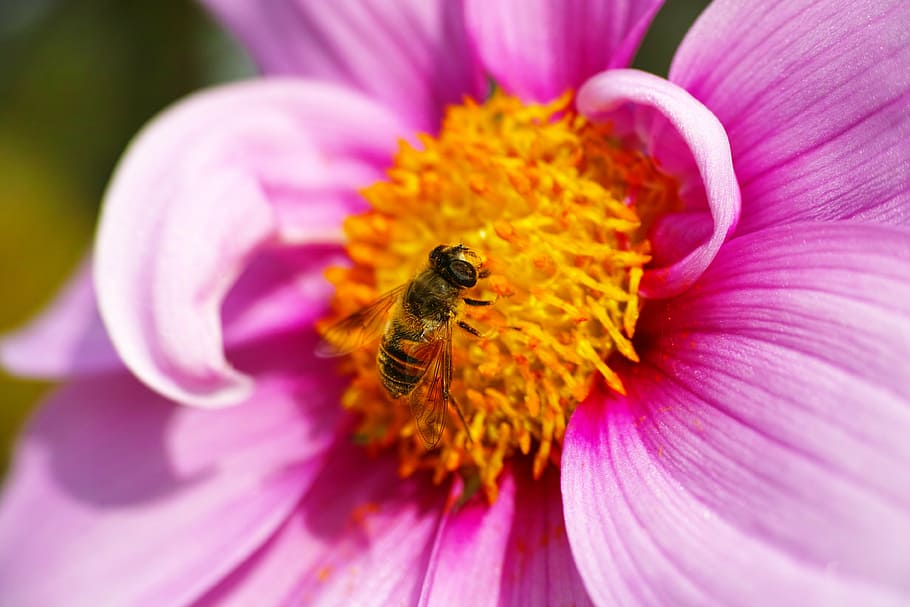 hoverflies-cosmos-pollen-macro.jpg