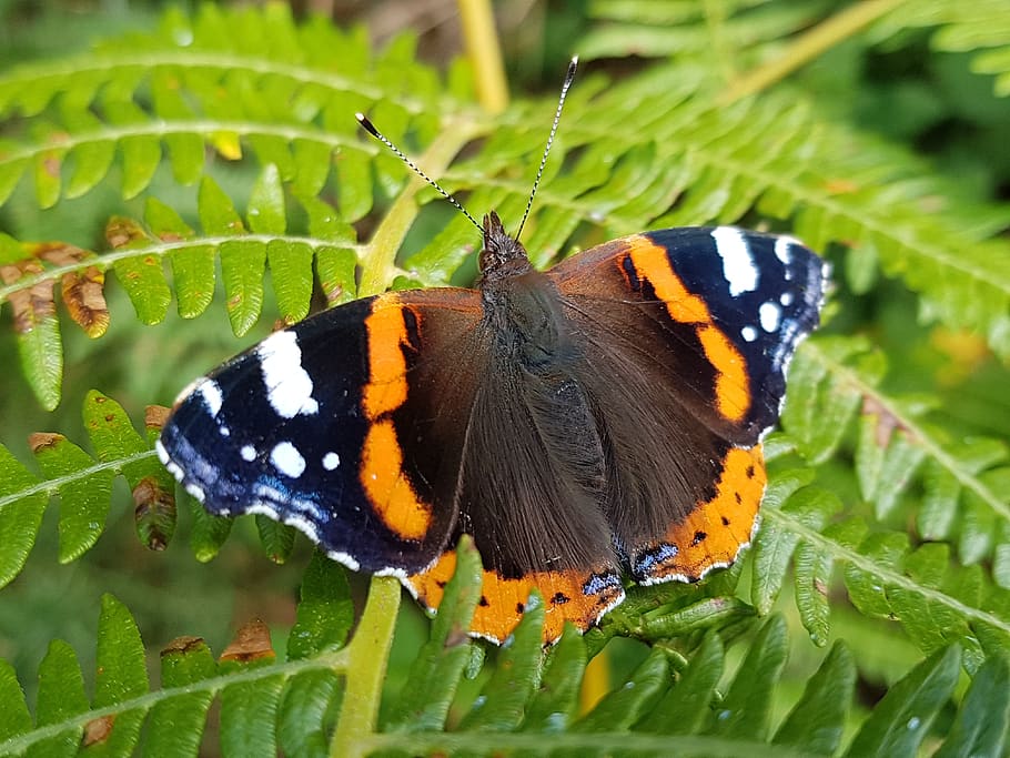 red-admiral-butterfly.jpg