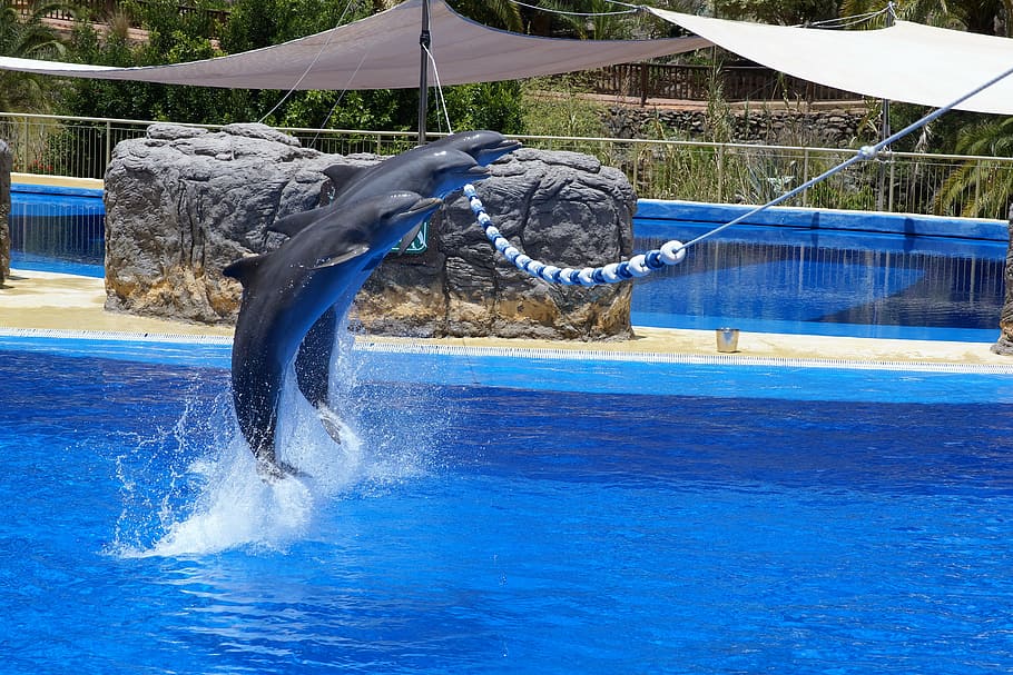 dolphin-water-zoo.jpg