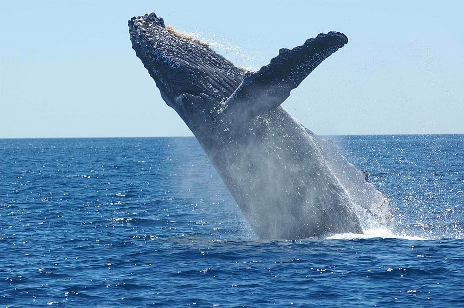 humpback-whale-breaching-jumping-ocean.jpg