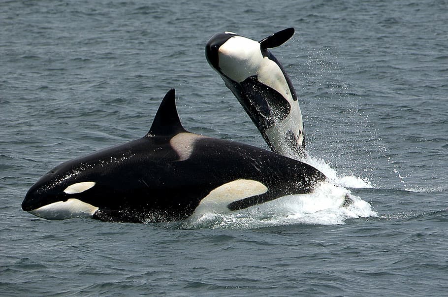 killer-whales-orcas-breaching-jumping.jpg