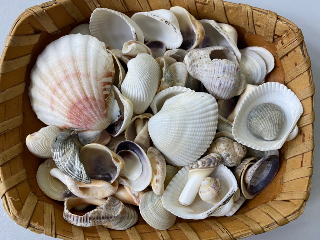 rakuschki.jpg rakuschki.jpg